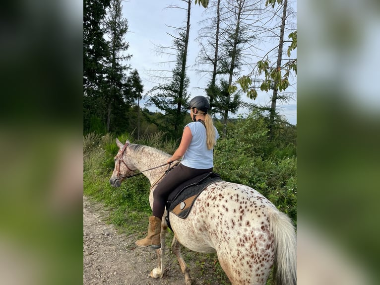 Knabstrup Gelding 6 years 16.2 hh Leopard-Piebald in Ruppichteroth