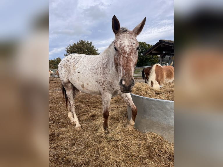 Knabstrup Gelding 6 years 16,2 hh Leopard-Piebald in Ruppichteroth