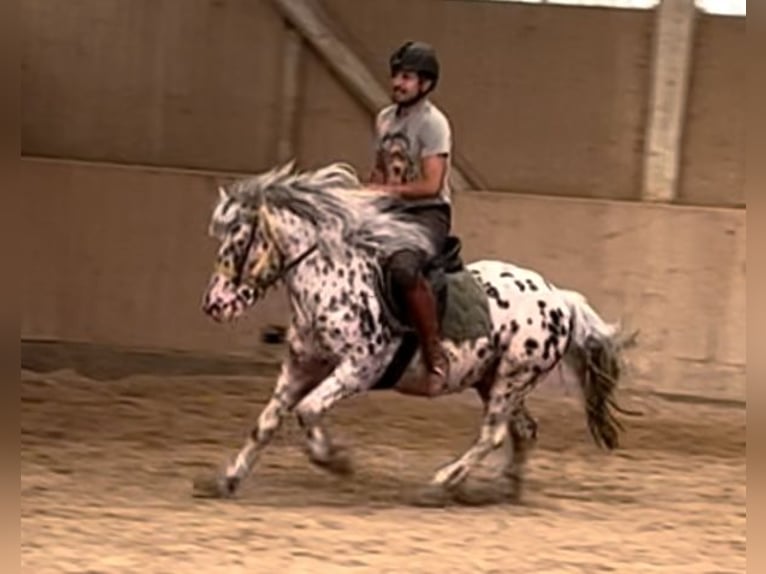 Knabstrup Gelding 8 years 13,2 hh Leopard-Piebald in Schwechatbach