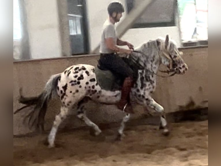 Knabstrup Gelding 8 years 13,2 hh Leopard-Piebald in Schwechatbach