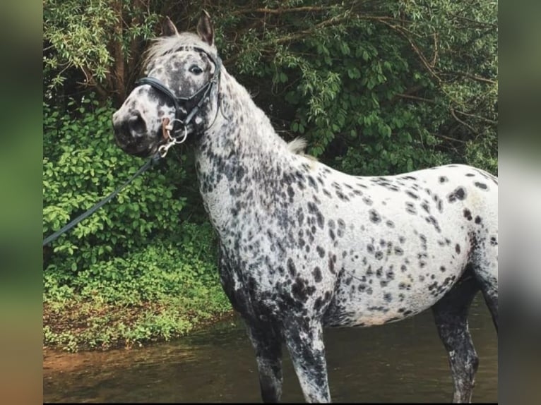 Knabstrup Gelding 9 years 14,2 hh Leopard-Piebald in Bielefeld