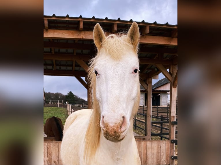 Knabstrup Gelding 9 years 14,2 hh Leopard-Piebald in Neuwied