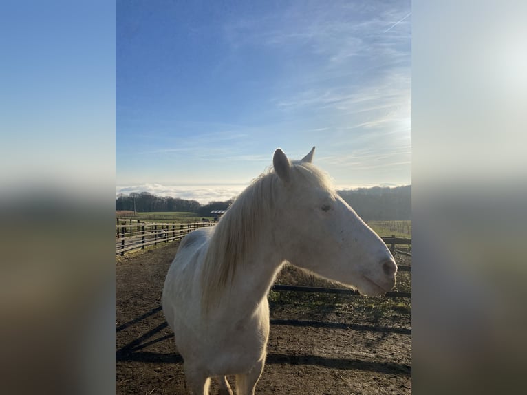 Knabstrup Gelding 9 years 14,2 hh Leopard-Piebald in Neuwied