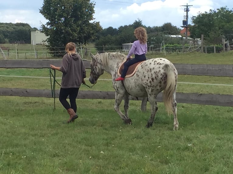 Knabstrup Hongre 10 Ans 150 cm Léopard in Kukuk