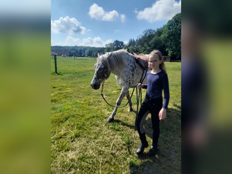 Knabstrup Hongre 10 Ans 150 cm Léopard in Kukuk