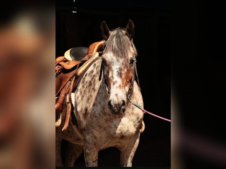 Knabstrup Hongre 10 Ans 150 cm Léopard in Kukuk