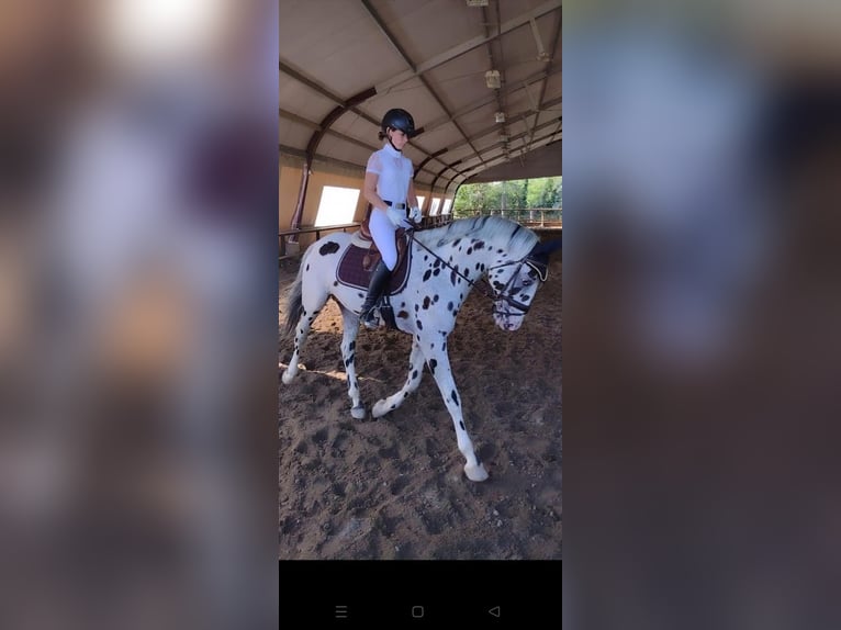 Knabstrup Hongre 10 Ans 167 cm Léopard in Bergamo