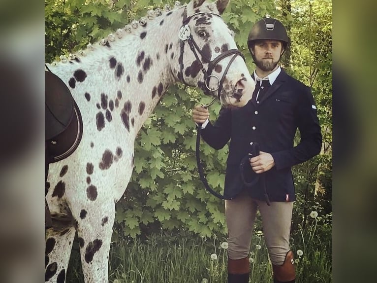 Knabstrup Hongre 10 Ans 167 cm Léopard in Bergamo