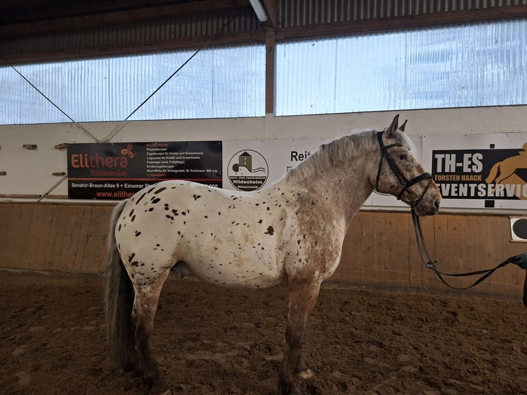 Knabstrup Croisé Hongre 10 Ans 170 cm  in Hildesheim