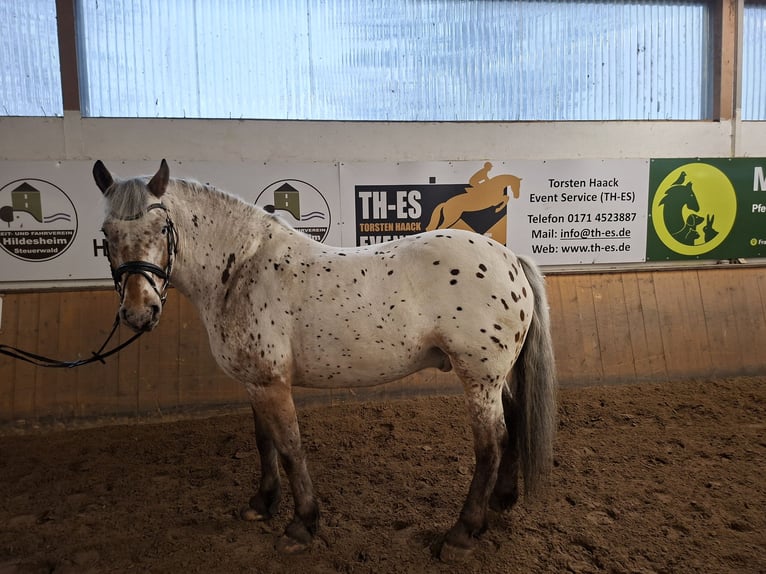 Knabstrup Croisé Hongre 10 Ans 170 cm  in Hildesheim