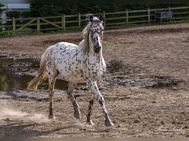 Knabstrup Hongre 11 Ans 159 cm Léopard in Fredensborg