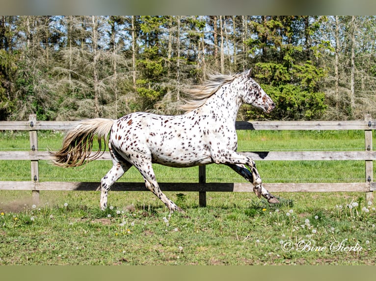 Knabstrup Hongre 11 Ans 159 cm Léopard in Fredensborg