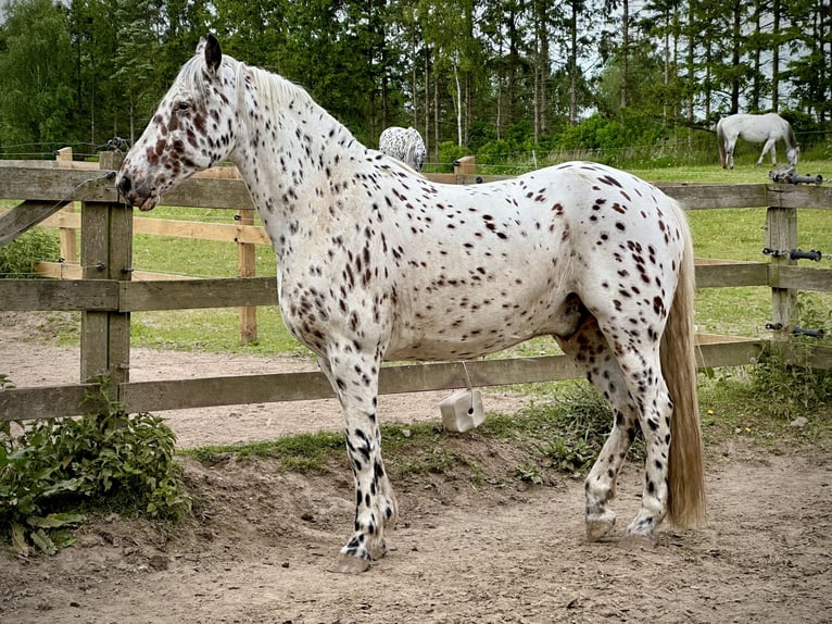 Knabstrup Hongre 12 Ans 160 cm Léopard in Fredensborg