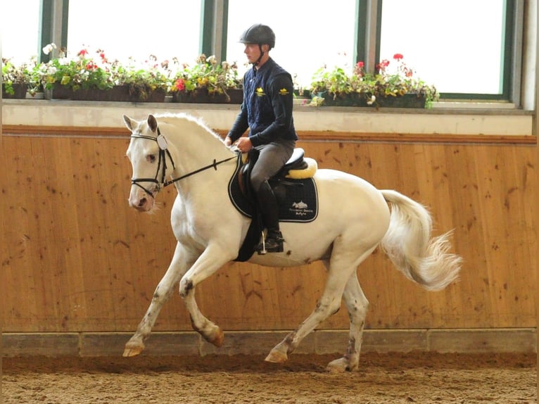 Knabstrup Hongre 1 Année 155 cm Léopard in Bad Essen