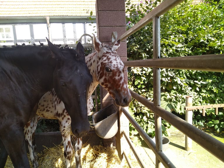 Knabstrup Hongre 1 Année 155 cm Léopard in Bad Essen