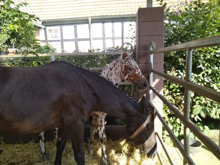 Knabstrup Hongre 1 Année 155 cm Léopard in Bad Essen