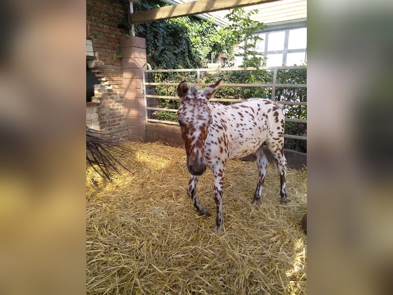 Knabstrup Hongre 1 Année 155 cm Léopard in Bad Essen