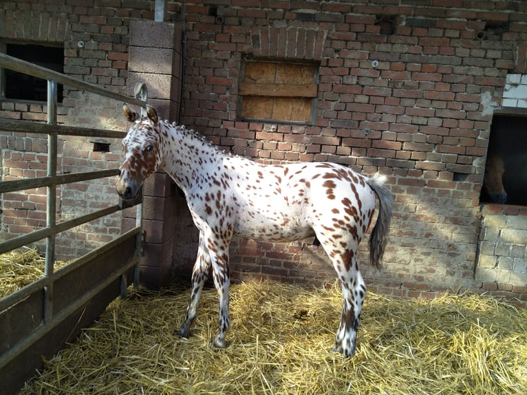 Knabstrup Hongre 1 Année 155 cm Léopard in Bad Essen