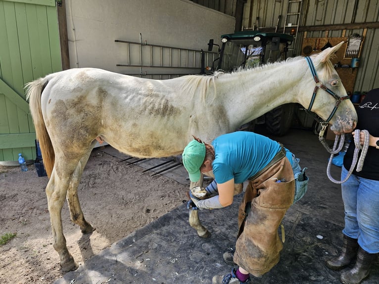 Knabstrup Hongre 1 Année 165 cm Gris in Winsen (Luhe)