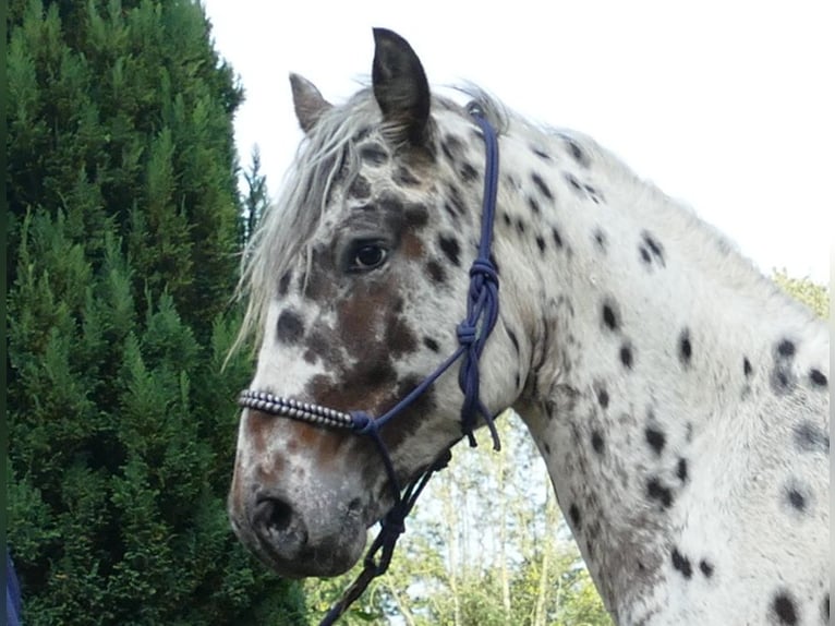 Knabstrup Hongre 2 Ans 158 cm Léopard in Lathen