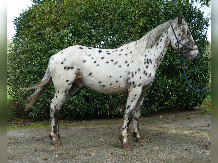 Knabstrup Hongre 2 Ans 158 cm Léopard in Lathen