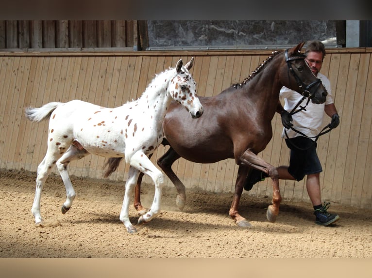 Knabstrup Hongre 2 Ans Léopard in Reichenwalde