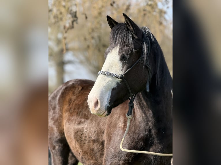 Knabstrup Croisé Hongre 3 Ans 145 cm Noir in Achstetten