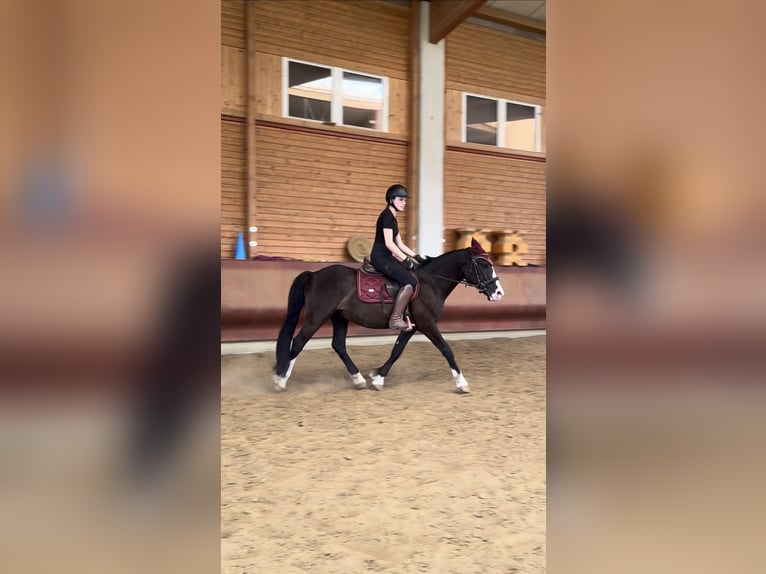 Knabstrup Croisé Hongre 3 Ans 145 cm Noir in Achstetten