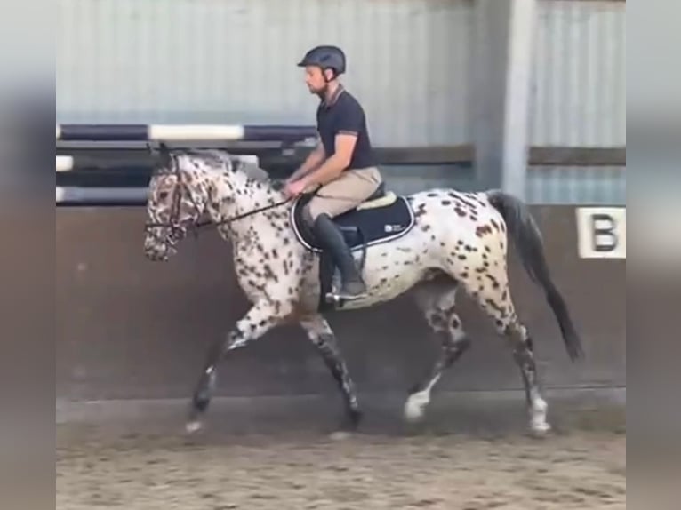 Knabstrup Hongre 3 Ans 158 cm Léopard in S&#xFC;derl&#xFC;gum