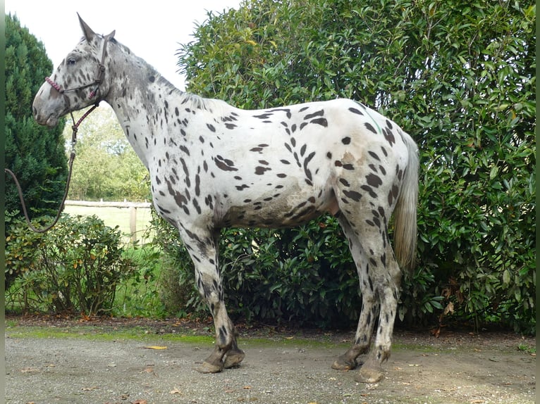 Knabstrup Hongre 3 Ans 174 cm Léopard in Lathen