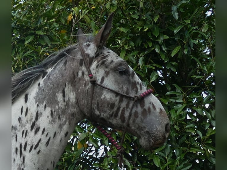 Knabstrup Hongre 3 Ans 174 cm Léopard in Lathen