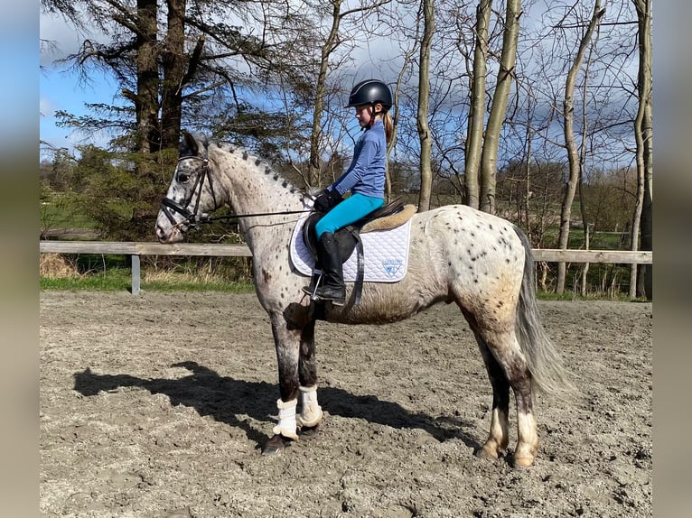 Knabstrup Hongre 4 Ans 148 cm Léopard in Süderlügum