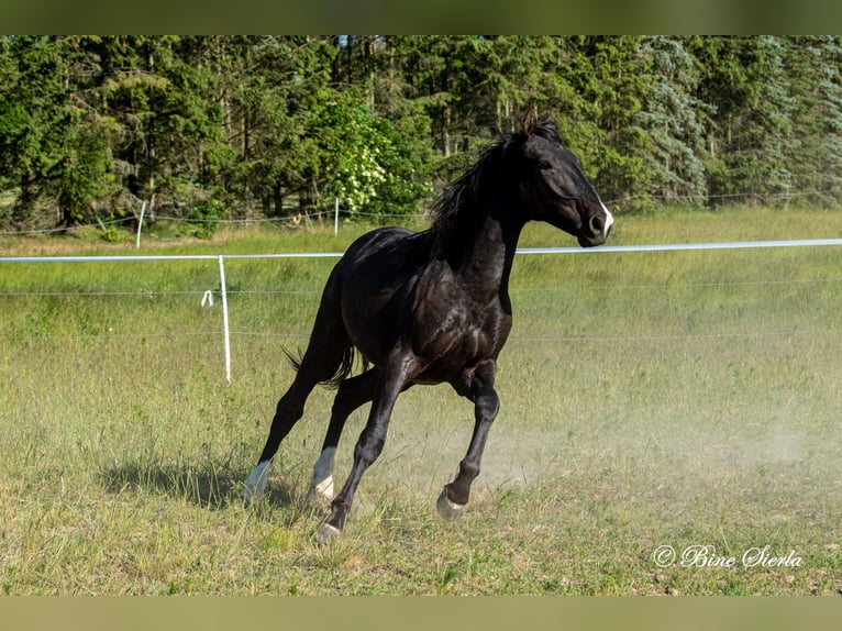Knabstrup Hongre 4 Ans 155 cm  in Fredensborg