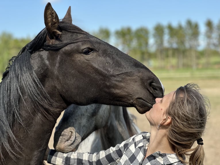 Knabstrup Hongre 4 Ans 158 cm Noir in Fredensborg