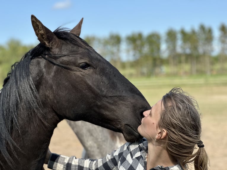 Knabstrup Hongre 4 Ans 158 cm Noir in Fredensborg