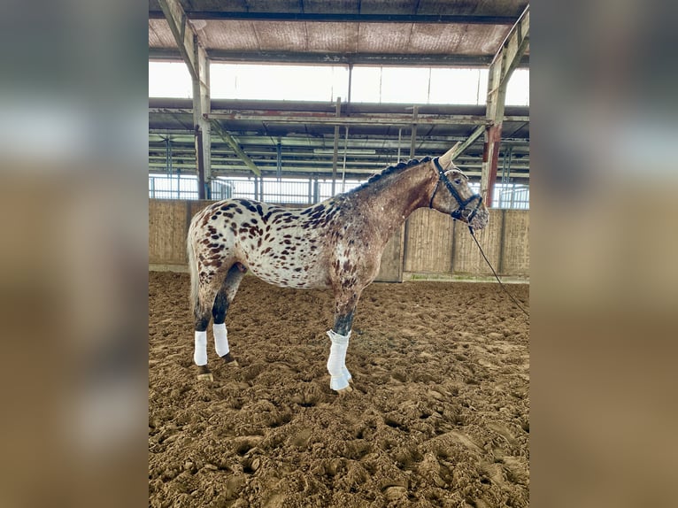 Knabstrup Hongre 4 Ans 160 cm Léopard in Emden