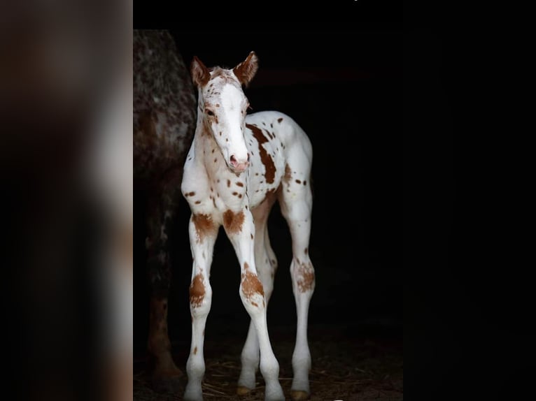 Knabstrup Hongre 4 Ans 164 cm Léopard in Weisslingen