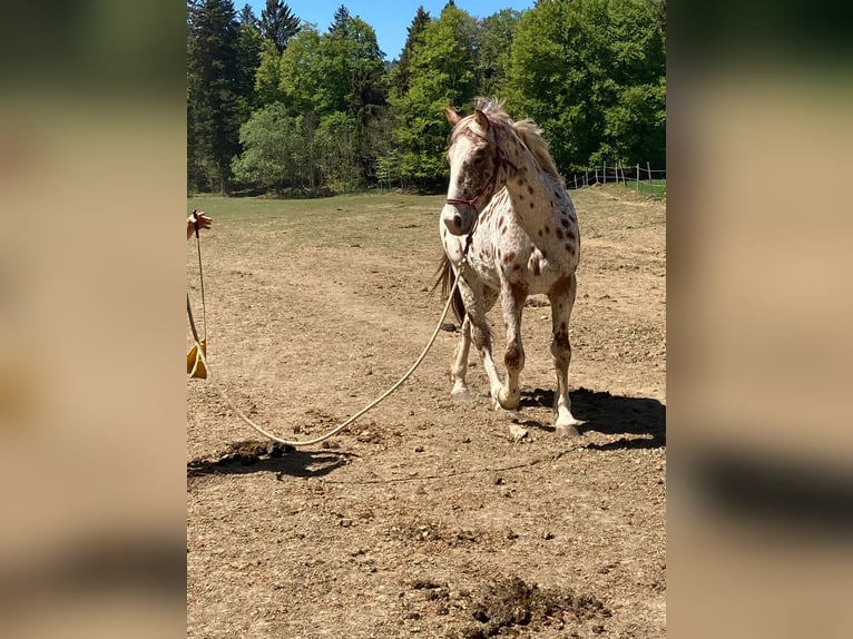 Knabstrup Hongre 4 Ans 164 cm Léopard in Weisslingen