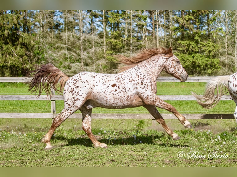 Knabstrup Hongre 5 Ans 158 cm Léopard in Fredensborg
