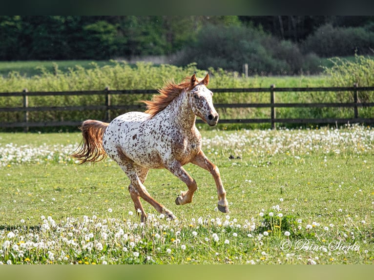 Knabstrup Hongre 5 Ans 158 cm Léopard in Fredensborg