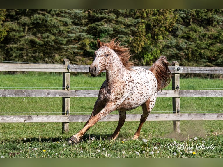 Knabstrup Hongre 5 Ans 158 cm Léopard in Fred
