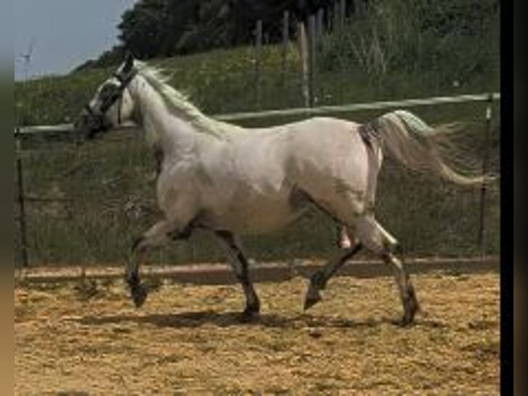 Knabstrup Hongre 6 Ans 151 cm Blanc in Geretsried