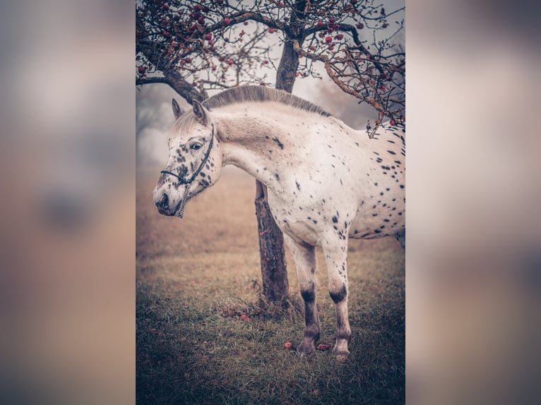 Knabstrup Croisé Hongre 6 Ans 155 cm Léopard in M&#xFC;hlacker