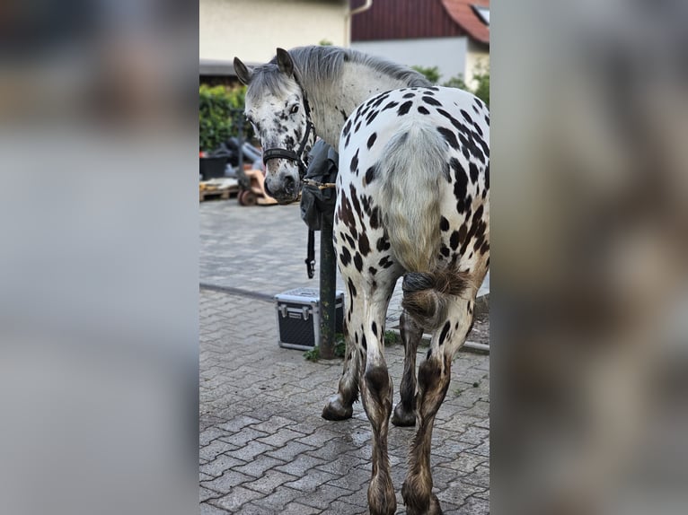 Knabstrup Croisé Hongre 6 Ans 155 cm Léopard in M&#xFC;hlacker