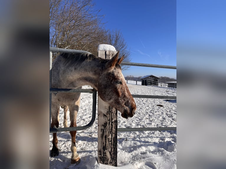 Knabstrup Hongre 6 Ans 171 cm Léopard in Ruppichteroth