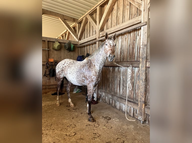 Knabstrup Hongre 6 Ans 171 cm Léopard in Ruppichteroth