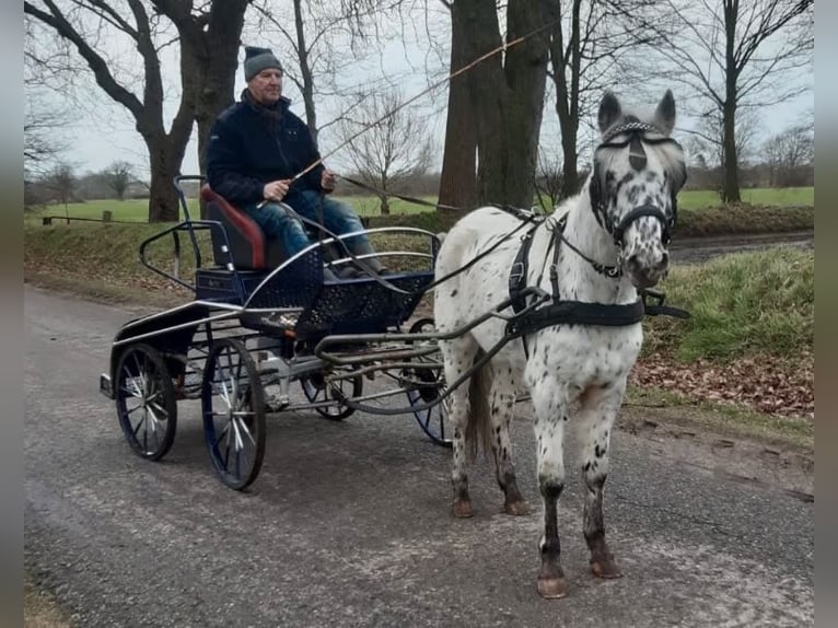 Knabstrup Hongre 9 Ans 138 cm Léopard in Ss&#xFC;derl&#xFC;gum