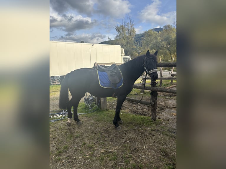 Knabstrup Jument 10 Ans 152 cm Noir in Pruggern