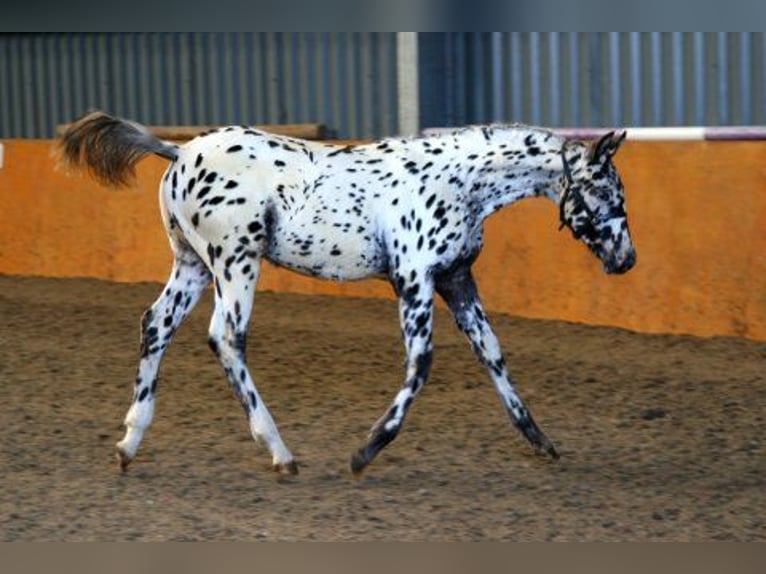 Knabstrup Jument 10 Ans 159 cm Léopard in Oterleek