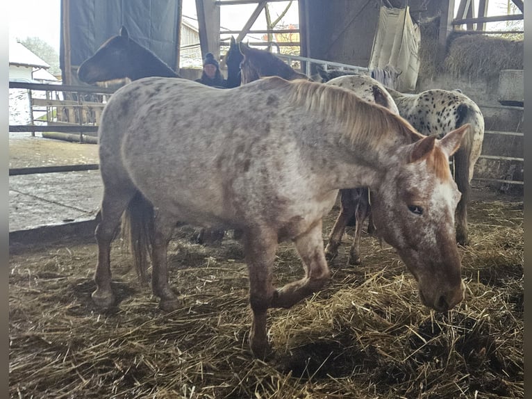 Knabstrup Jument 11 Ans Léopard in Klettgau